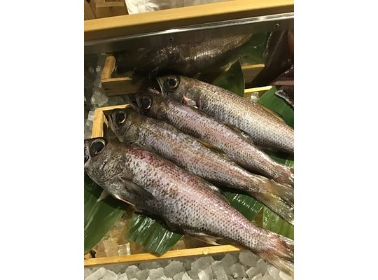 Kanazawa Black Mutsu